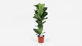 Ficus Lyrata P 21 H 90 cm - 15787 - PlantenShop24