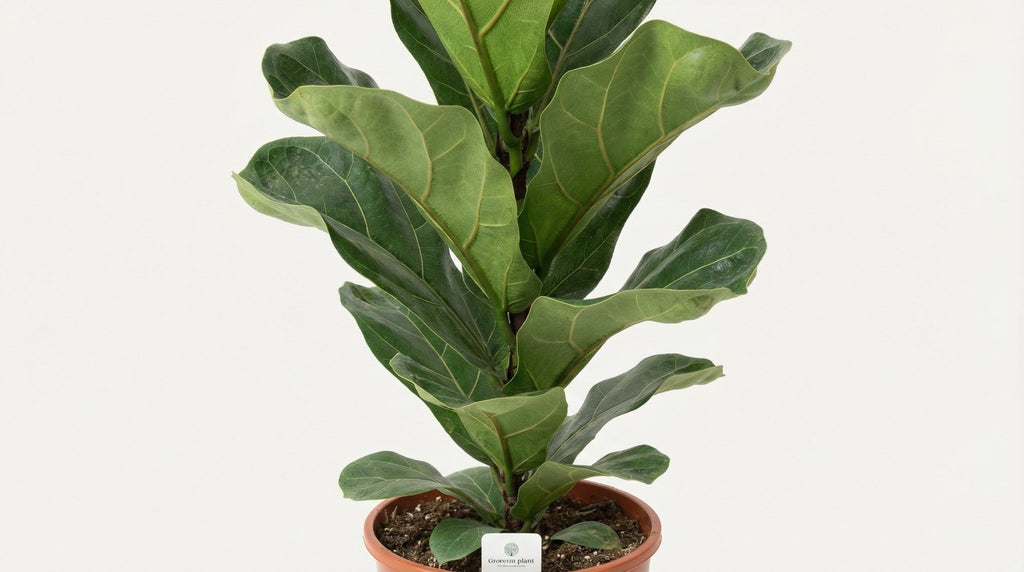 Ficus Lyrata P 21 H 90 cm - 15787 - PlantenShop24