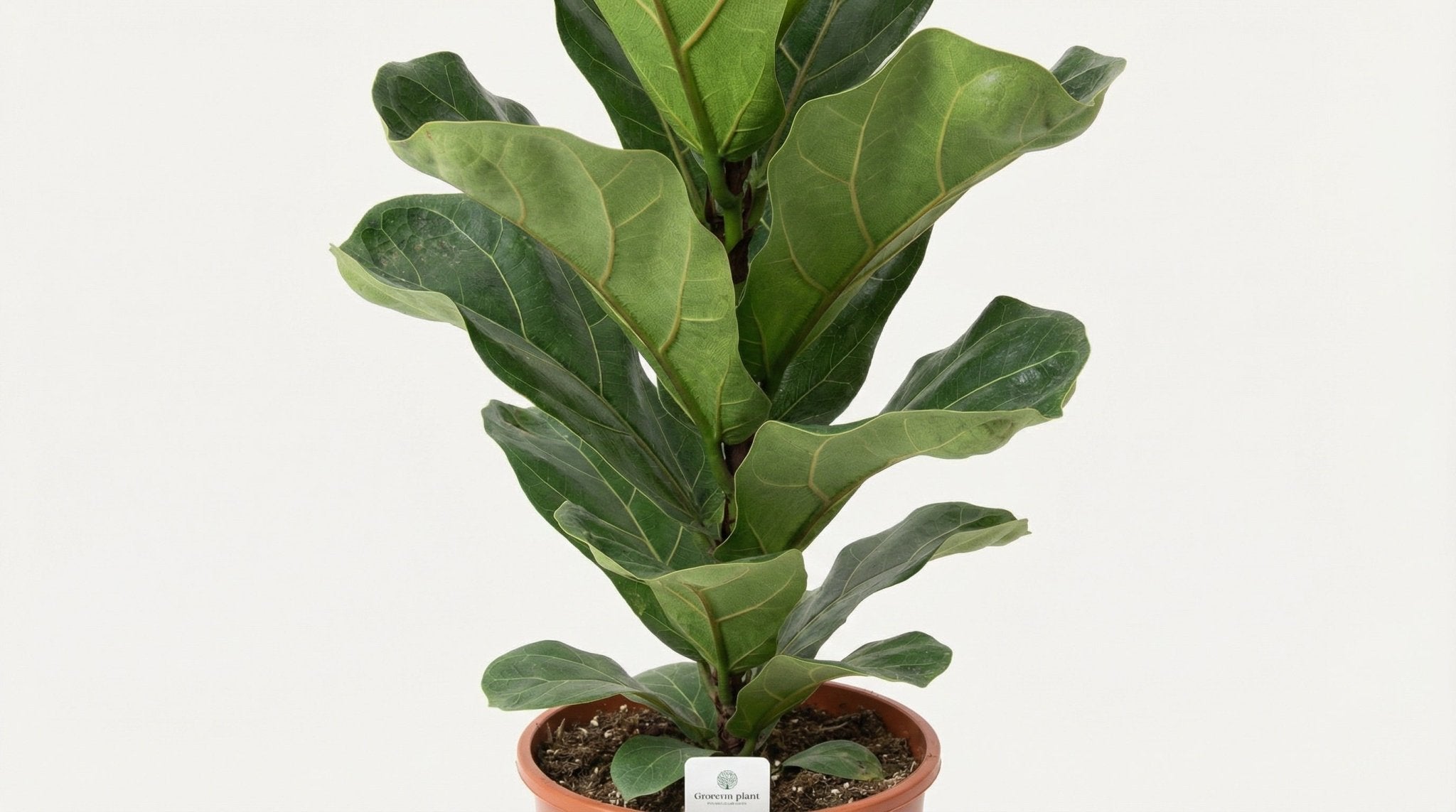 Ficus Lyrata P 21 H 90 cm - 15787 - PlantenShop24