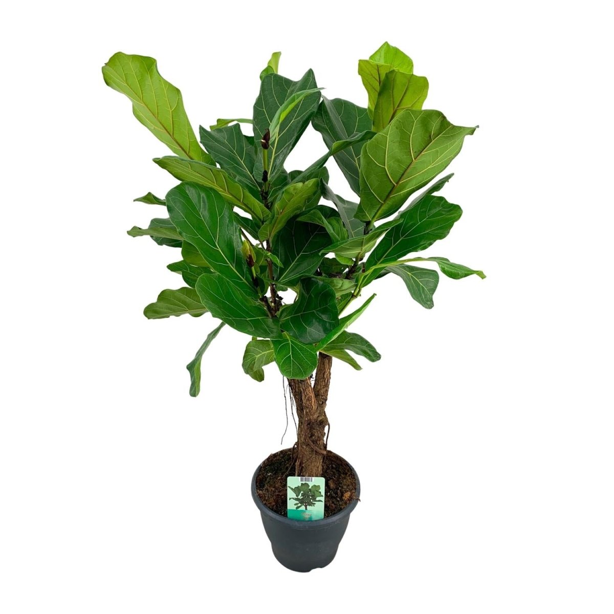 Ficus Lyrata P 26 H 100 cm - 8659 - PlantenShop24