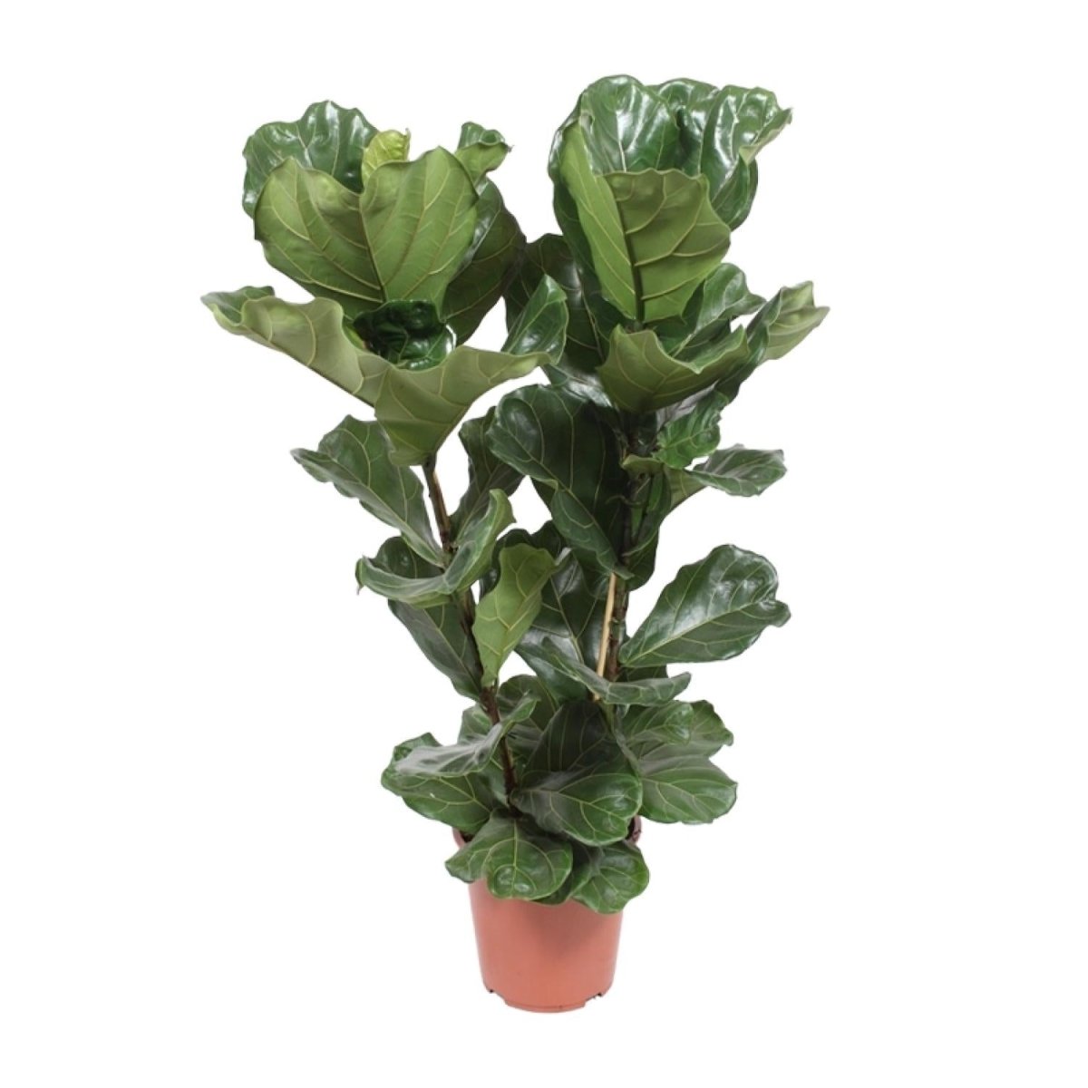 Ficus Lyrata P 27 H 100 cm - 18252 - PlantenShop24