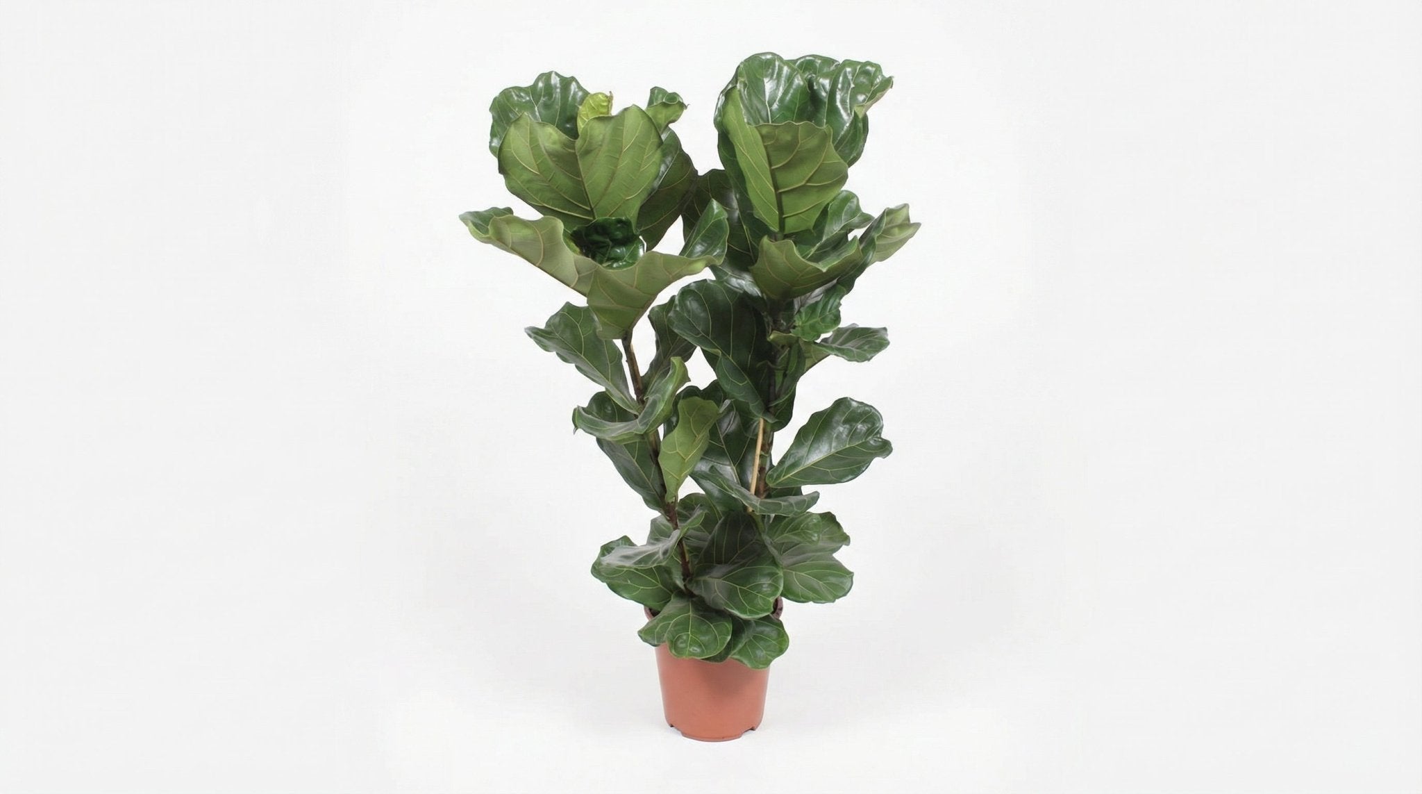Ficus Lyrata P 27 H 100 cm - 18252 - PlantenShop24