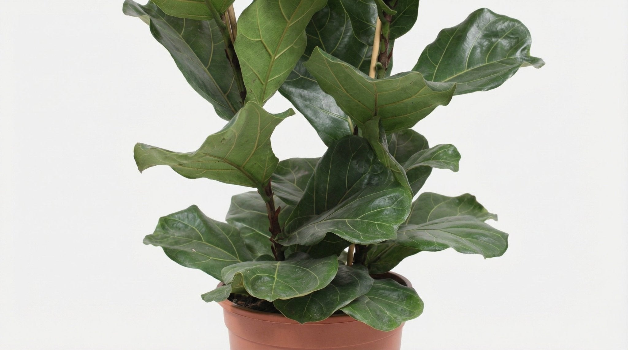 Ficus Lyrata P 27 H 100 cm - 18252 - PlantenShop24