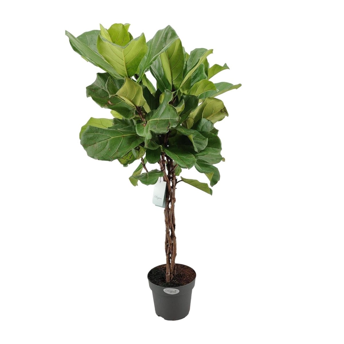Ficus Lyrata P 27 H 130 cm - 12275 - PlantenShop24