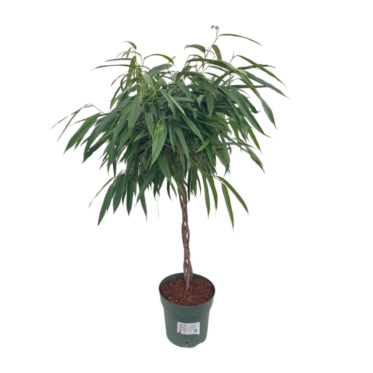 Ficus Mahori Alii Gevlochten P 27 H 110 cm - 25025 - PlantenShop24