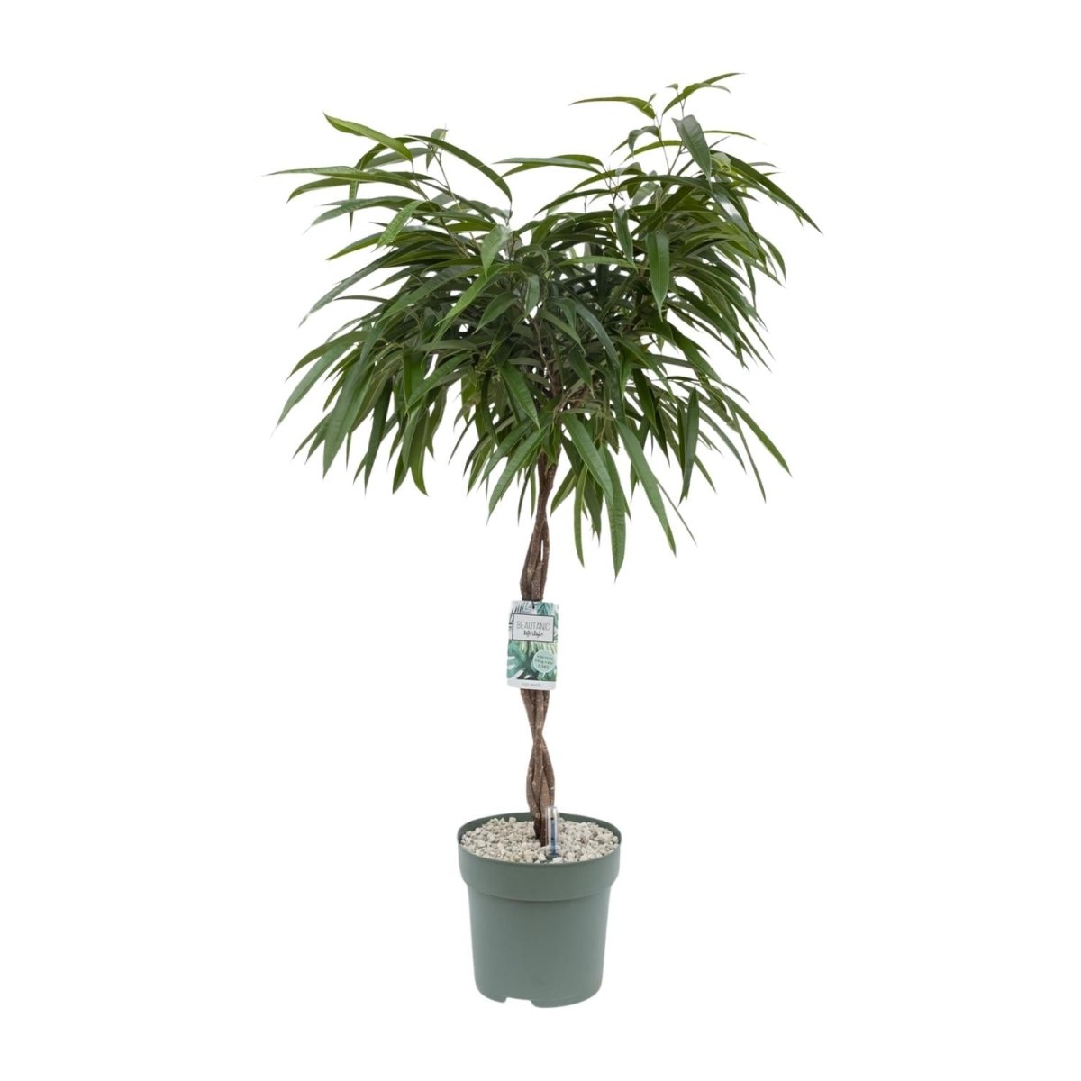 Ficus Mahori P 27 H 120 cm - 24951 - PlantenShop24