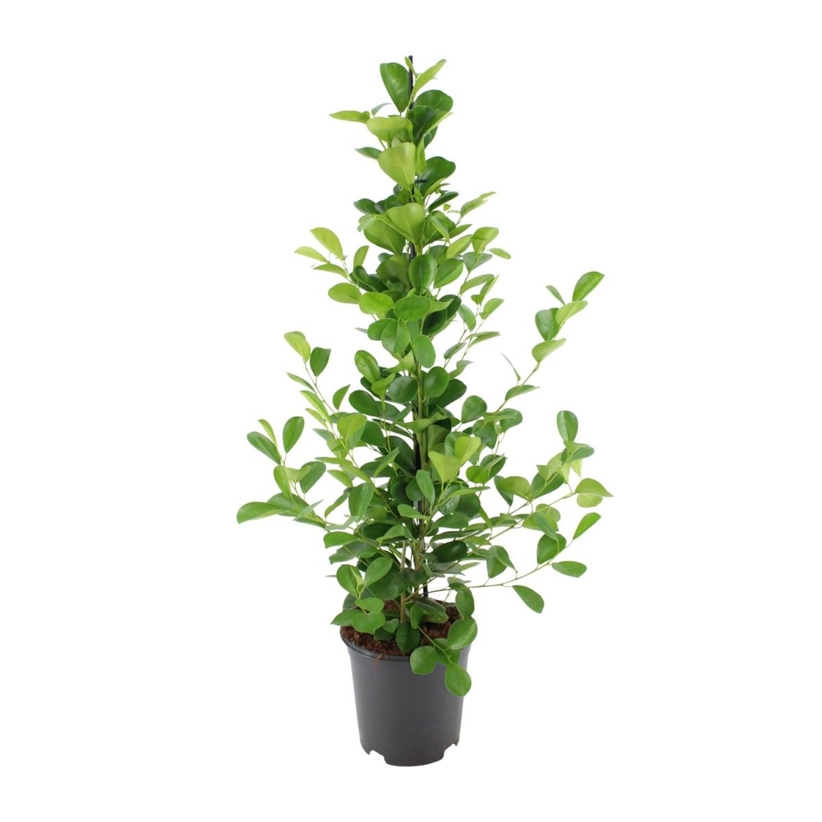 Ficus Microcarpa 'Moclame' P 21 H 95 cm - 7034 - PlantenShop24