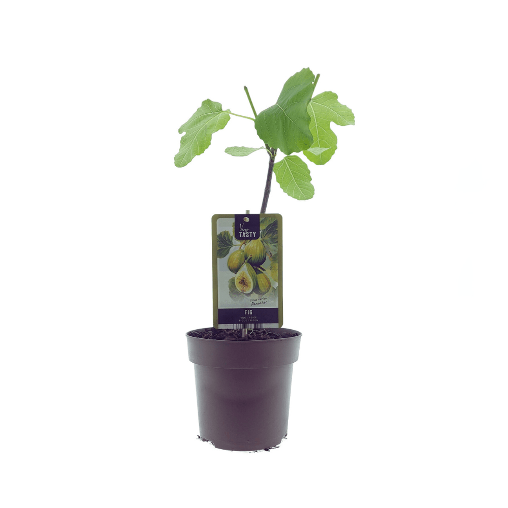 Ficus Panachee P 15 H 40 cm - 33073 - PlantenShop24