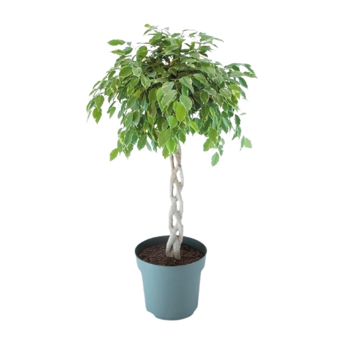 Ficus Safrana Golden King Gevlochten P 27 H 110 cm - 24965 - PlantenShop24