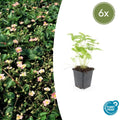 Fragaria vesca potmaat 9 cm hoogte 10 tot 25 cm - 47732 - PlantenShop24