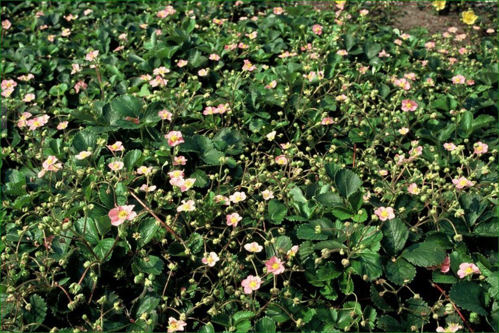 Fragaria vesca potmaat 9 cm hoogte 10 tot 25 cm - 47736 - PlantenShop24