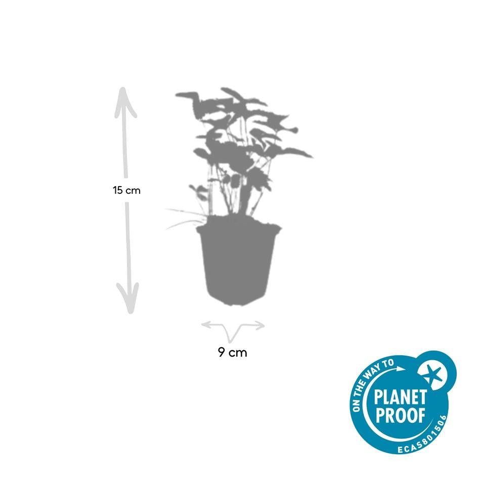 Fragaria vesca potmaat 9 cm hoogte 10 tot 25 cm - 47736 - PlantenShop24