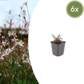Gaura l. 'Siskiyou Pink' potmaat 9 cm hoogte 10 tot 25 cm - 56137 - PlantenShop24