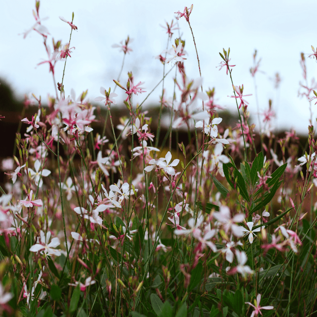 Gaura l. 'Siskiyou Pink' potmaat 9 cm hoogte 10 tot 25 cm - 56141 - PlantenShop24
