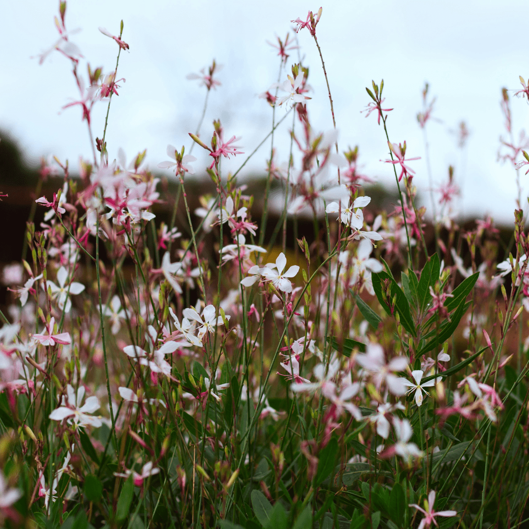 Gaura l. 'Siskiyou Pink' potmaat 9 cm hoogte 10 tot 25 cm - 56141 - PlantenShop24