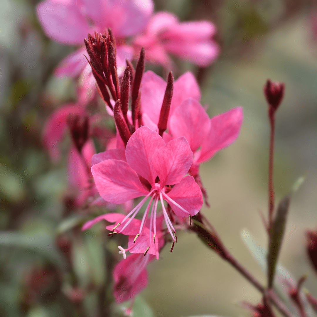 Gaura l. 'Siskiyou Pink' potmaat 9 cm hoogte 10 tot 25 cm - 56141 - PlantenShop24