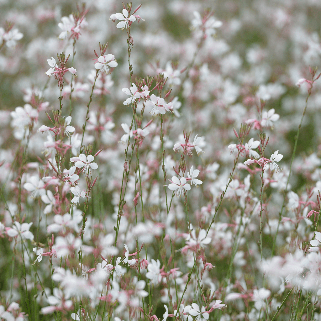 Gaura lindheimeri potmaat 9 cm hoogte 10 tot 25 cm - 56136 - PlantenShop24