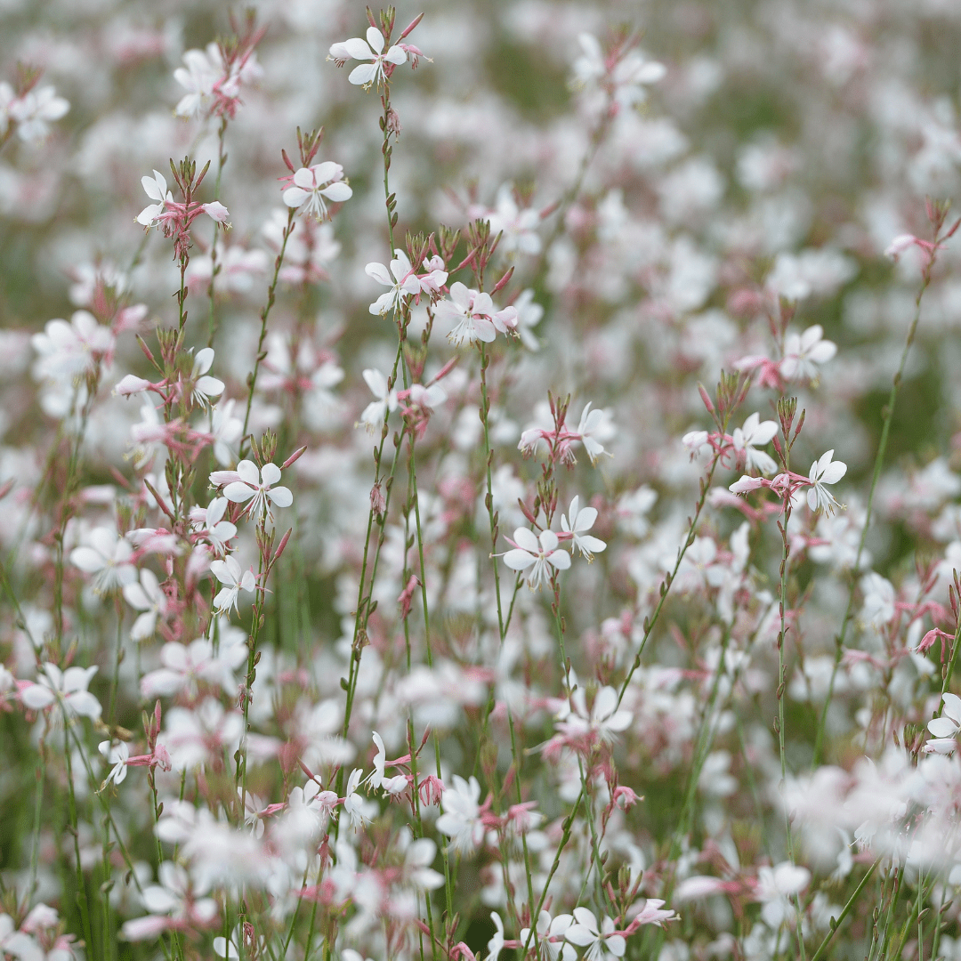 Gaura lindheimeri potmaat 9 cm hoogte 10 tot 25 cm - 56136 - PlantenShop24