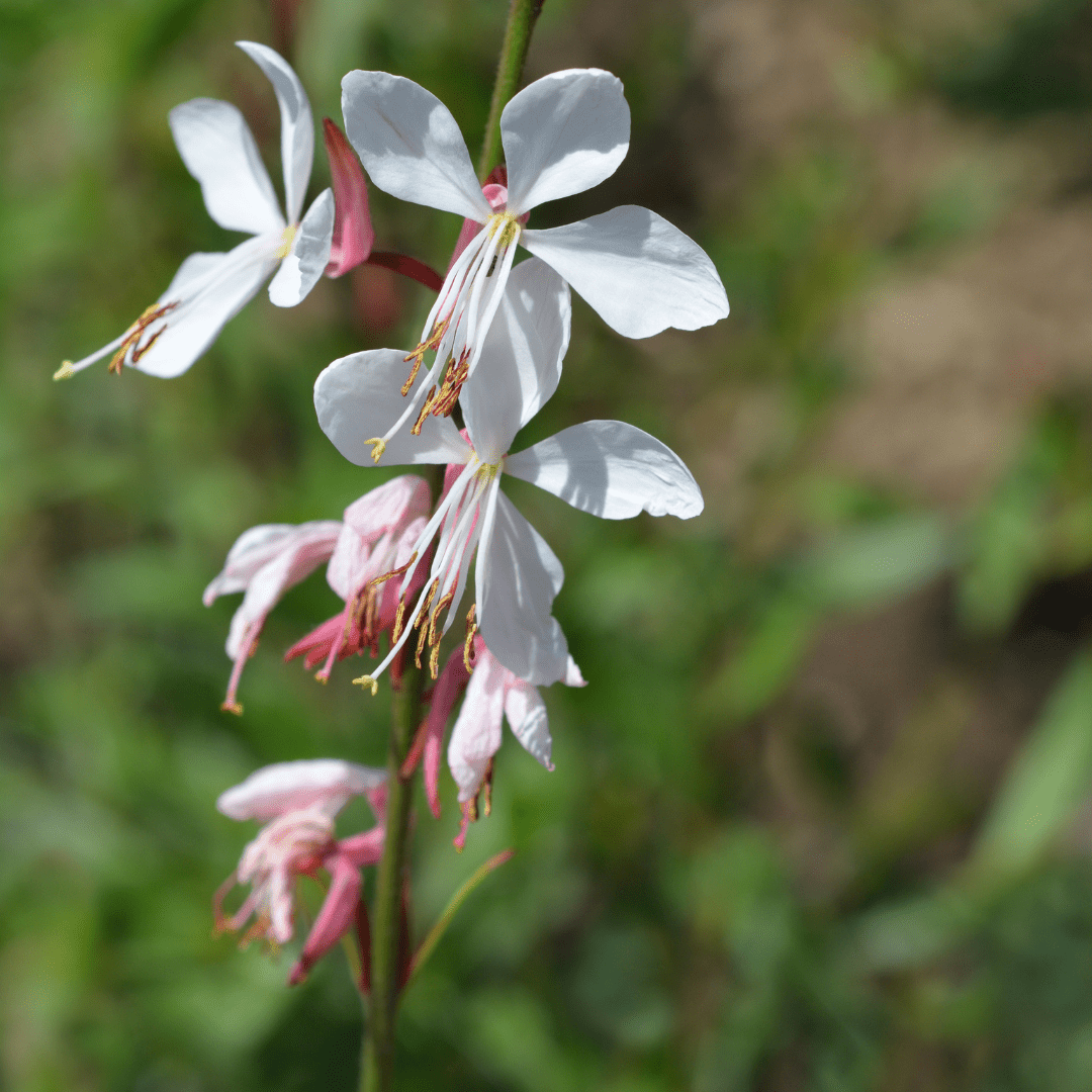 Gaura lindheimeri potmaat 9 cm hoogte 10 tot 25 cm - 56136 - PlantenShop24