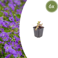 Geranium 'Azure Rush' potmaat 9 cm hoogte 10 tot 25 cm - 56152 - PlantenShop24