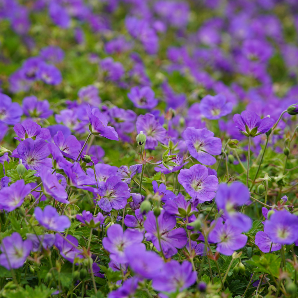 Geranium 'Azure Rush' potmaat 9 cm hoogte 10 tot 25 cm - 56156 - PlantenShop24