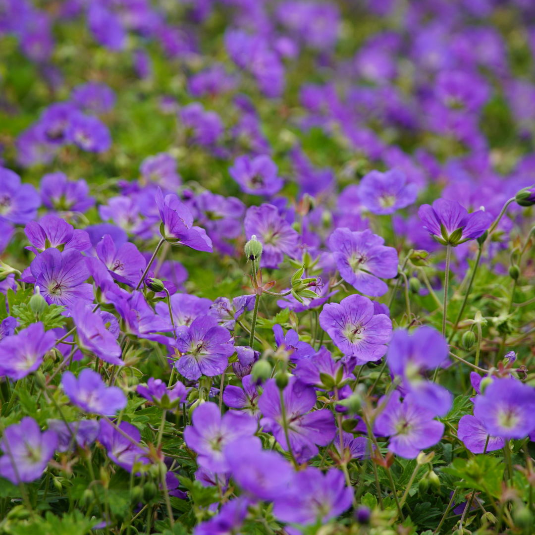 Geranium 'Azure Rush' potmaat 9 cm hoogte 10 tot 25 cm - 56156 - PlantenShop24