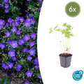 Geranium 'Johnson's Blue' potmaat 9 cm hoogte 10 tot 25 cm - 47777 - PlantenShop24