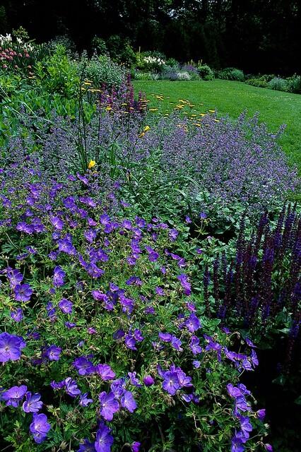 Geranium 'Johnson's Blue' potmaat 9 cm hoogte 10 tot 25 cm - 47781 - PlantenShop24