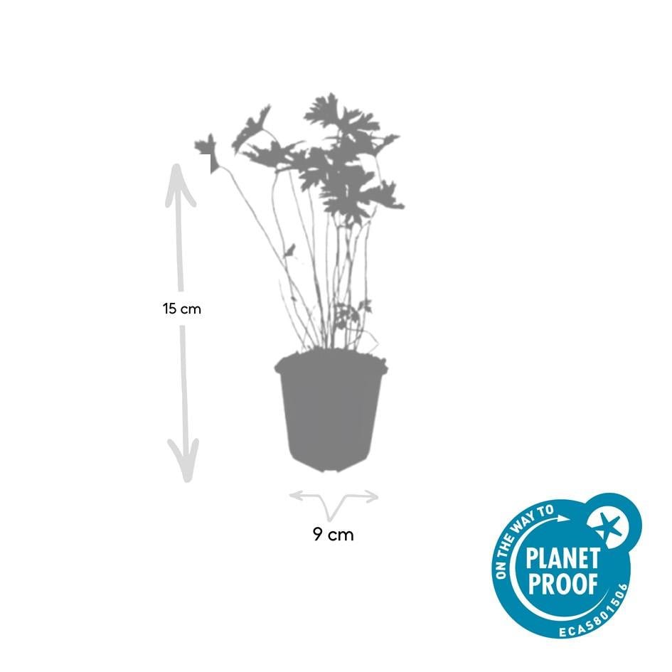 Geranium 'Johnson's Blue' potmaat 9 cm hoogte 10 tot 25 cm - 47781 - PlantenShop24