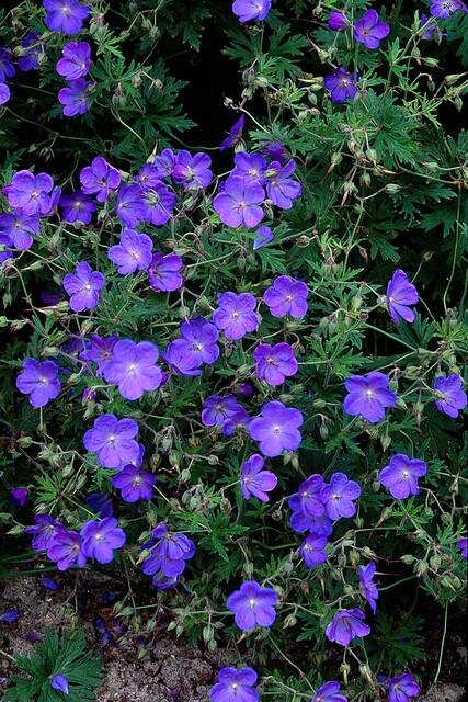 Geranium 'Johnson's Blue' potmaat 9 cm hoogte 10 tot 25 cm - 47781 - PlantenShop24
