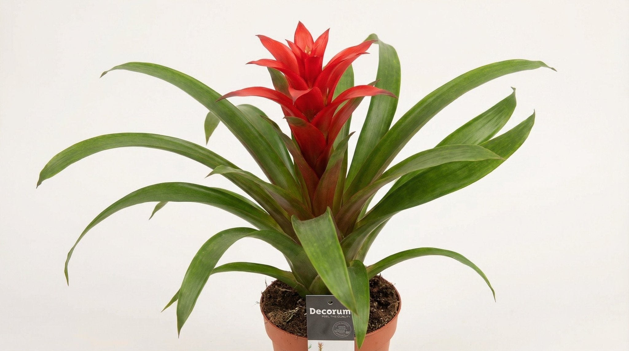 Guzmania Calypso (decorum) P 13 H 50 cm - 25375 - PlantenShop24