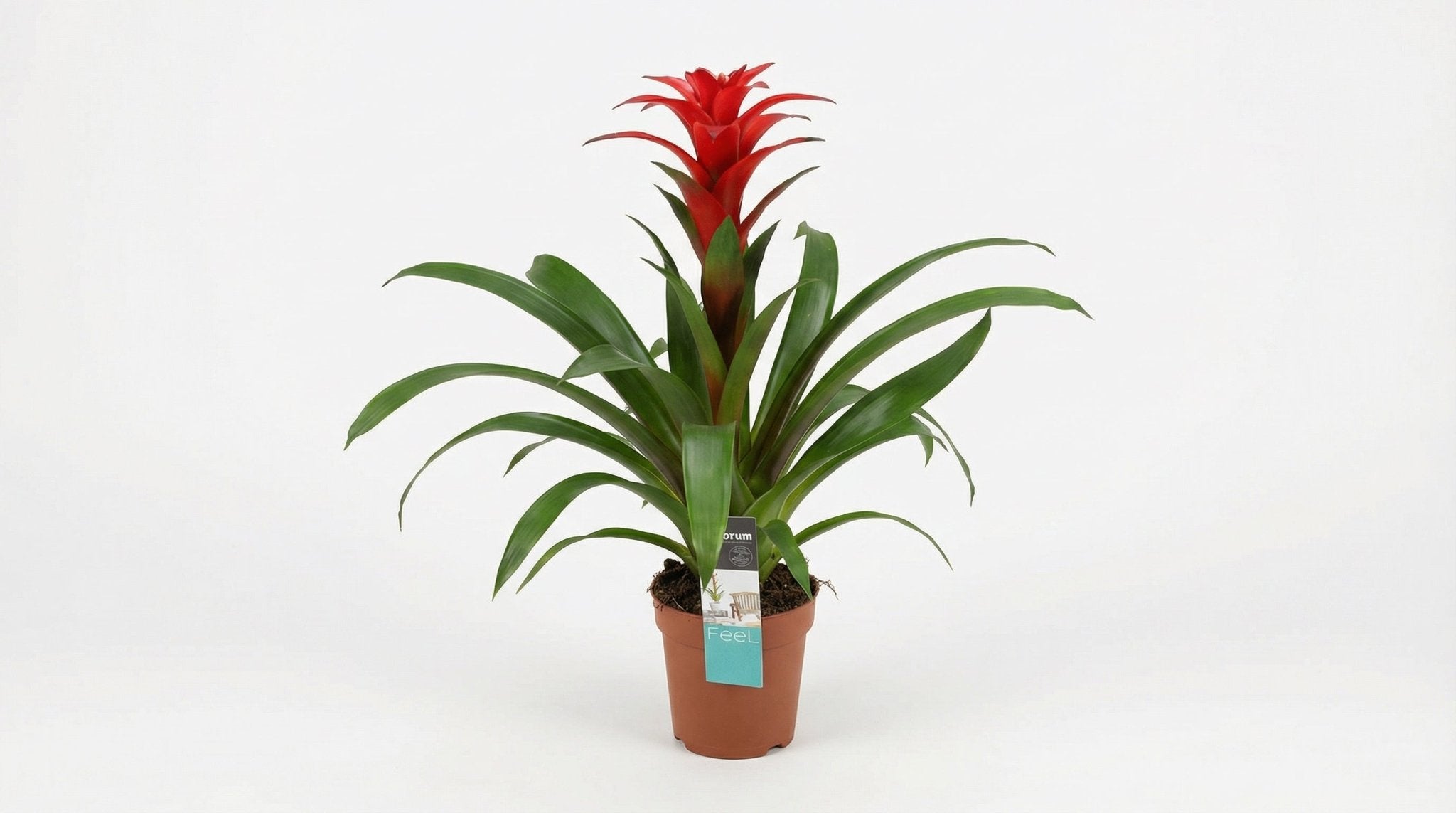 Guzmania Calypso (decorum) P 13 H 50 cm - 25375 - PlantenShop24