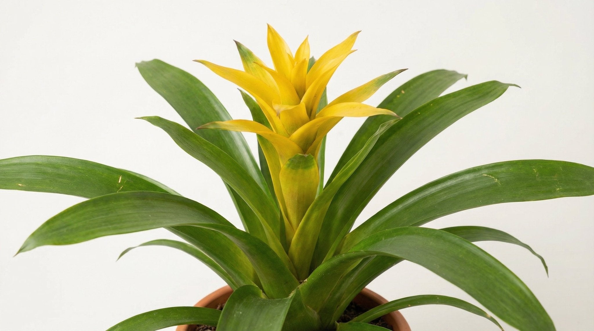 Guzmania Desire P 12 H 45 cm - 13894 - PlantenShop24