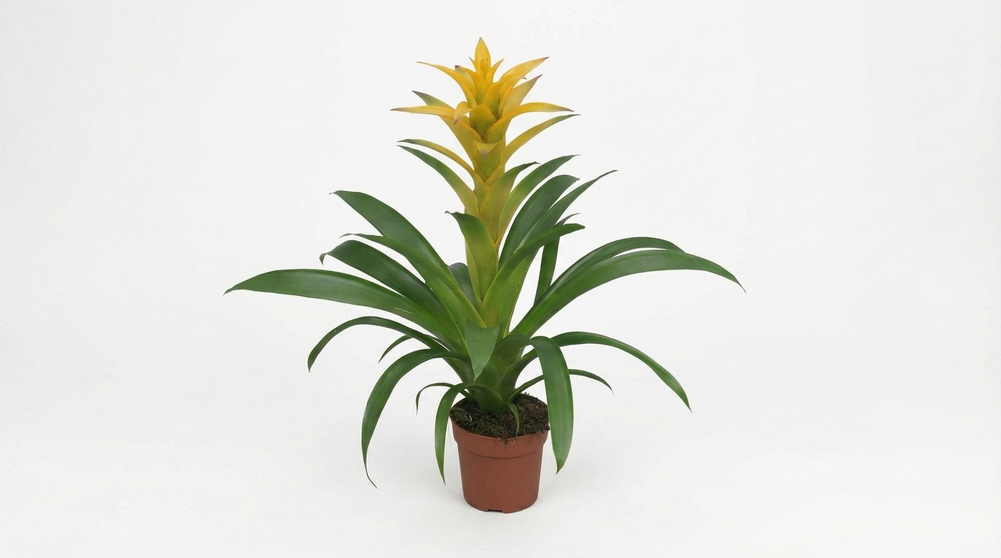 Guzmania Desire P 12 H 45 cm - 13894 - PlantenShop24