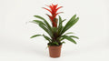 Guzmanie 'Amoretto' Blanco Hoes P 13 H 55 cm - 28854 - PlantenShop24