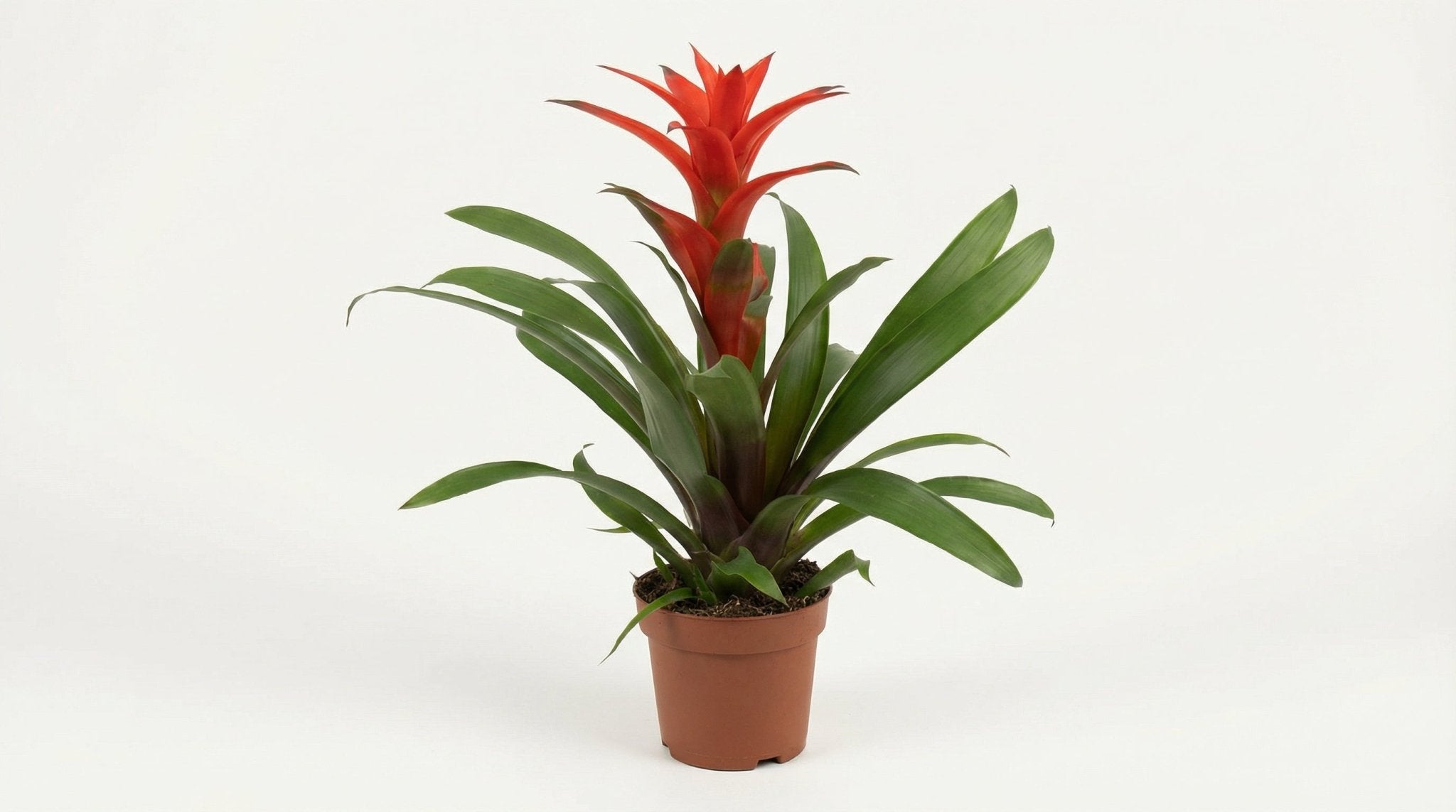 Guzmanie 'Amoretto' Blanco Hoes P 13 H 55 cm - 28854 - PlantenShop24