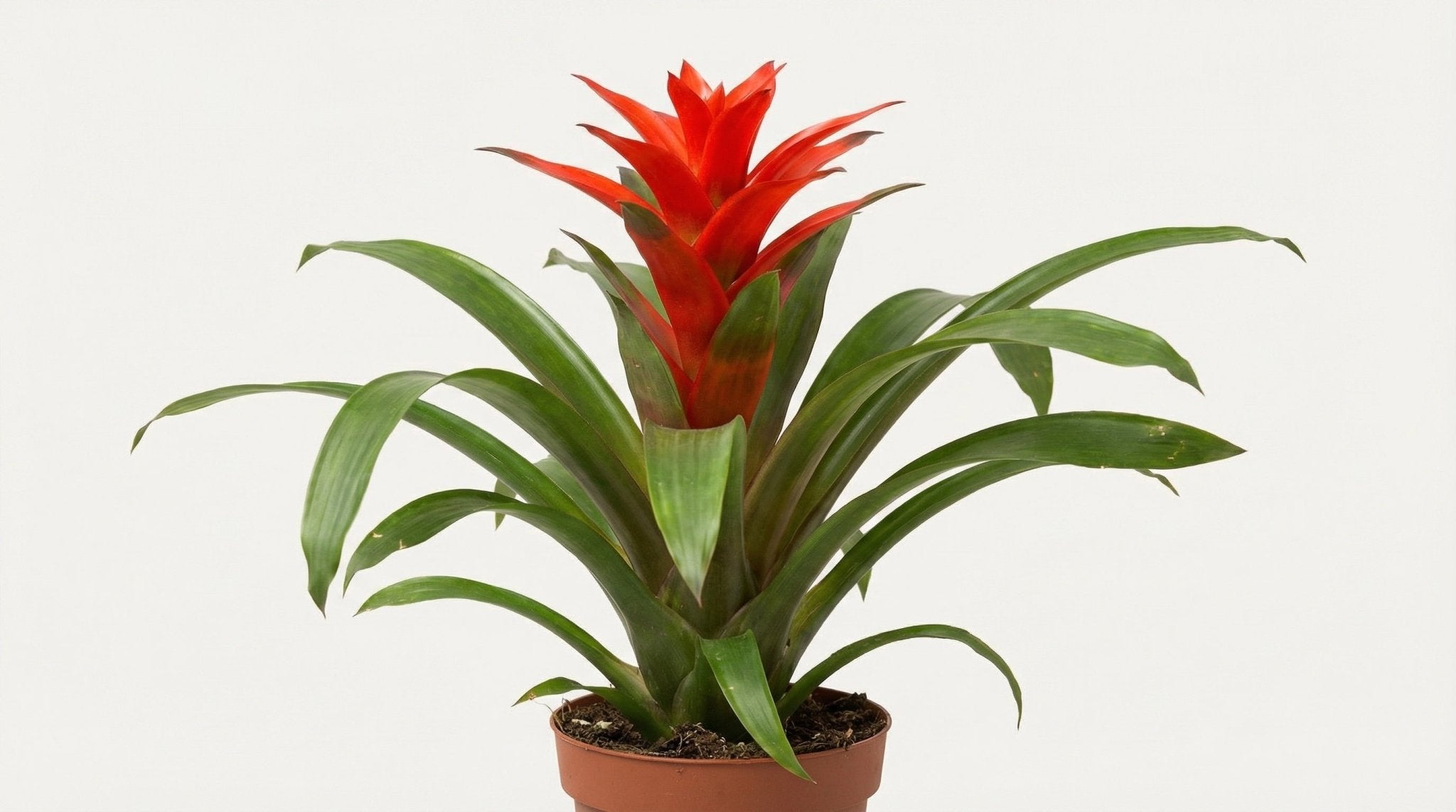 Guzmanie 'Amoretto' Blanco Hoes P 13 H 55 cm - 28854 - PlantenShop24