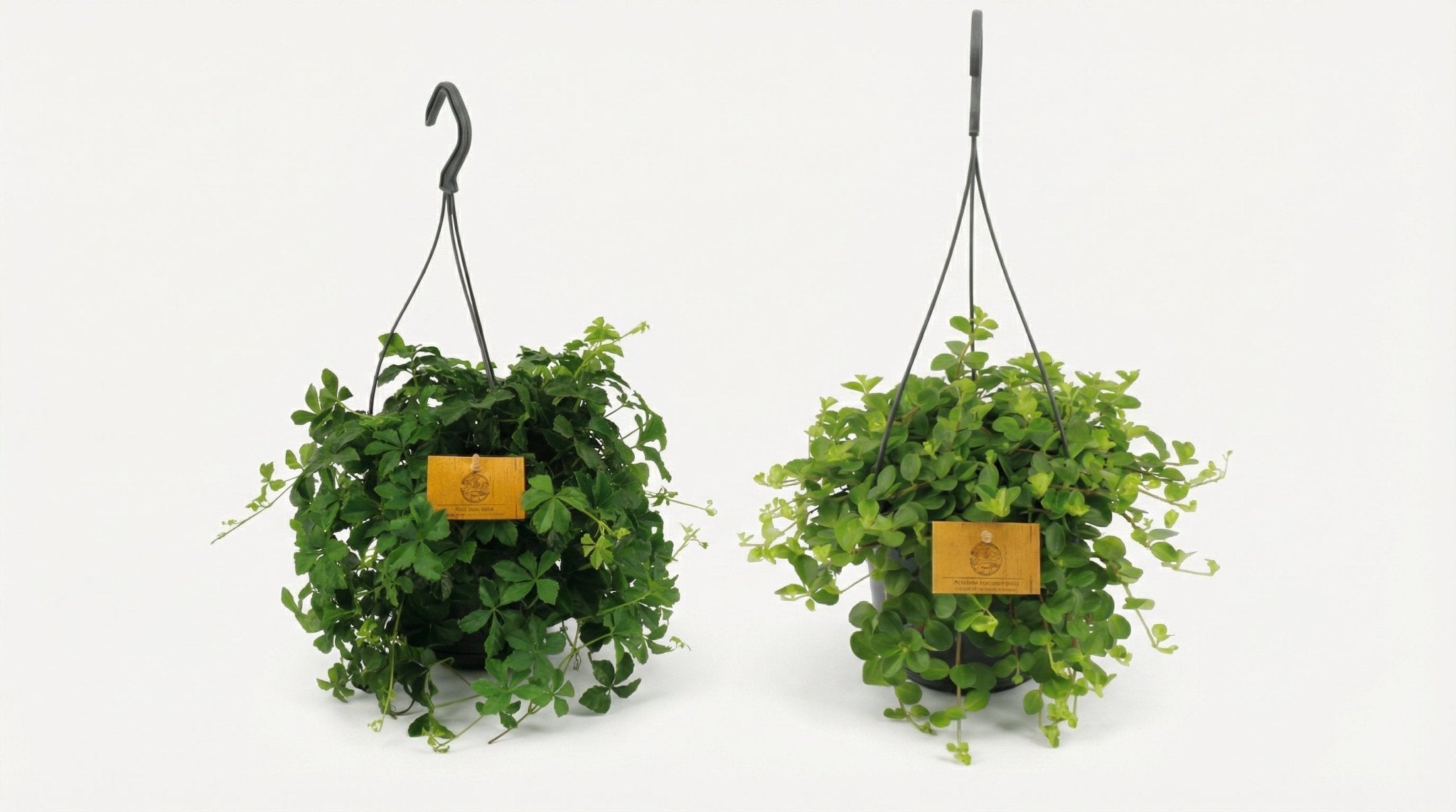 Hangplant Duo (2 Stuks) P 15 H 25 cm - 30546 - PlantenShop24