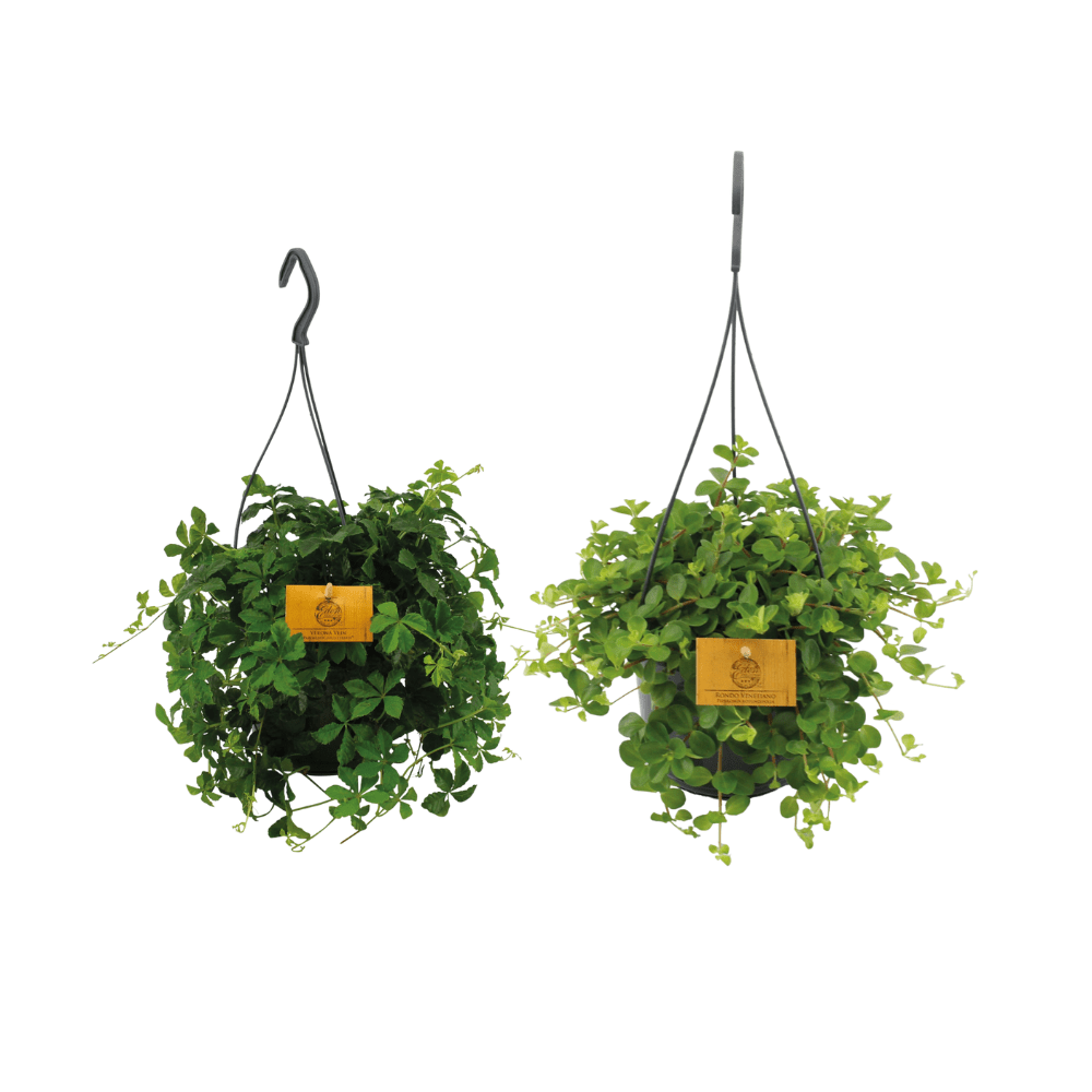 Hangplant Duo (2 Stuks) P 15 H 25 cm - 30546 - PlantenShop24