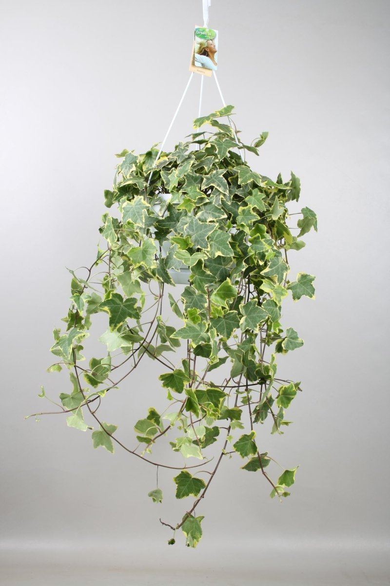 Hedera Helix 'Gold Child' (hang xxl) P 24 H 60 cm - 33024 - PlantenShop24