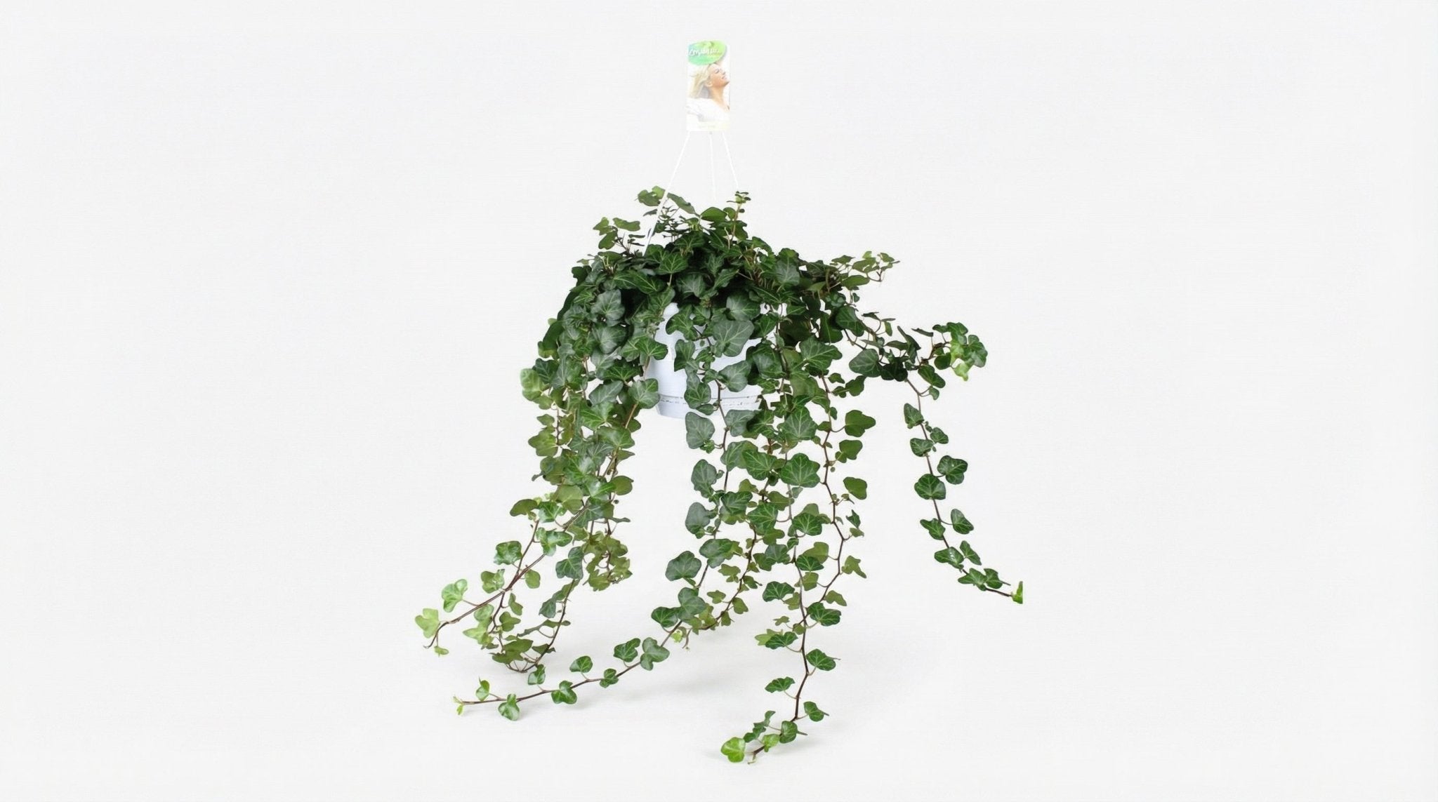 Hedera Helix 'Wonder Green' P 24 H 70 cm - 2890 - PlantenShop24