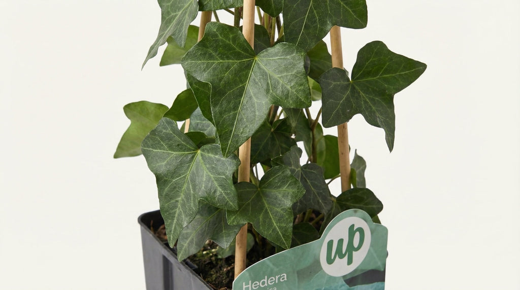 Hedera Hibernica P 15 H 65 cm - 6645 - PlantenShop24