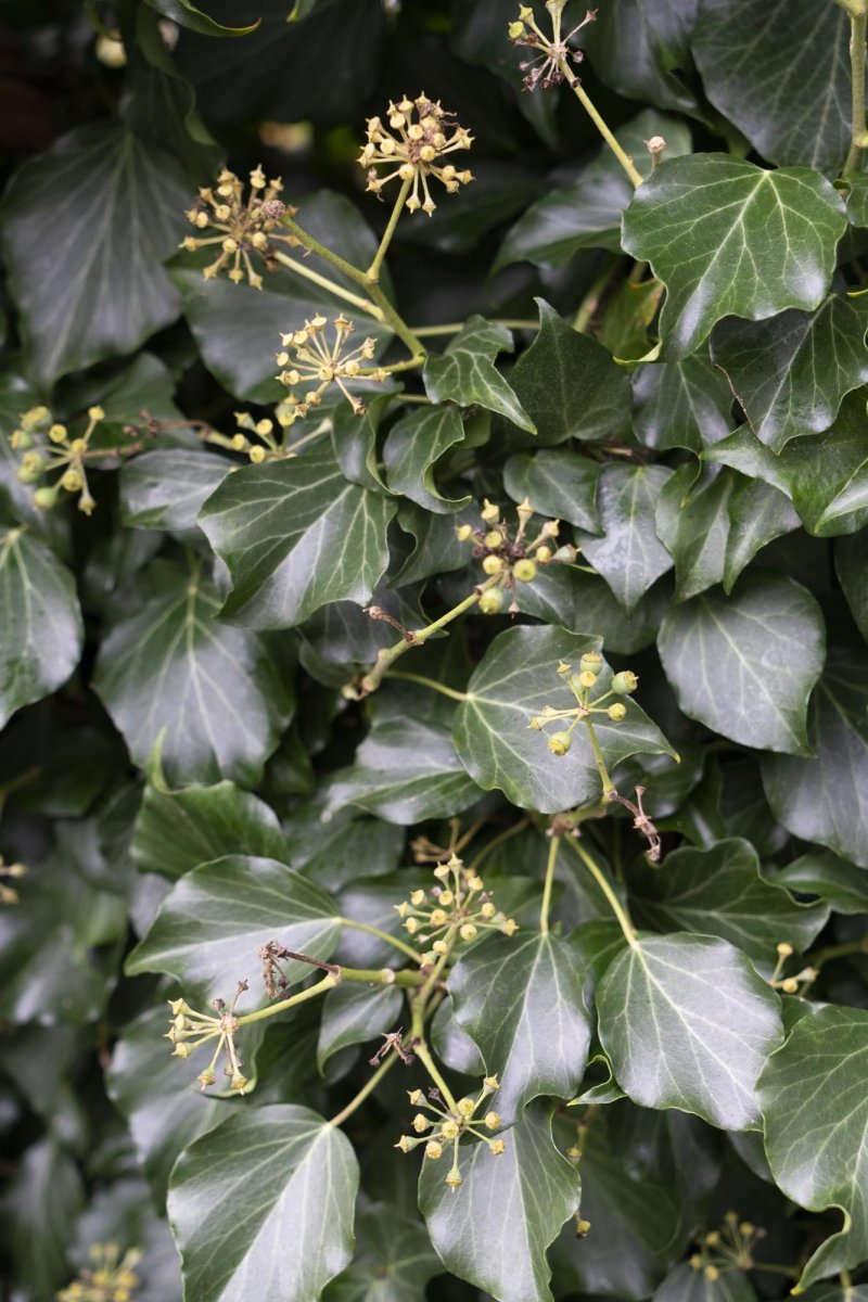 Hedera Hibernica P 15 H 65 cm - 6645 - PlantenShop24
