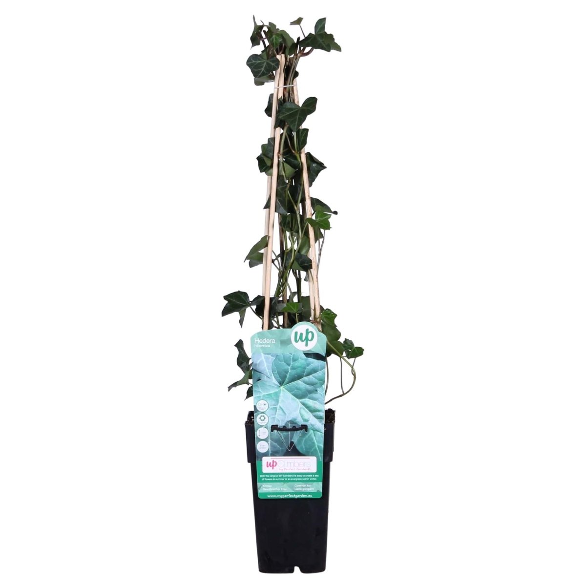 Hedera Hibernica P 15 H 65 cm - 6645 - PlantenShop24