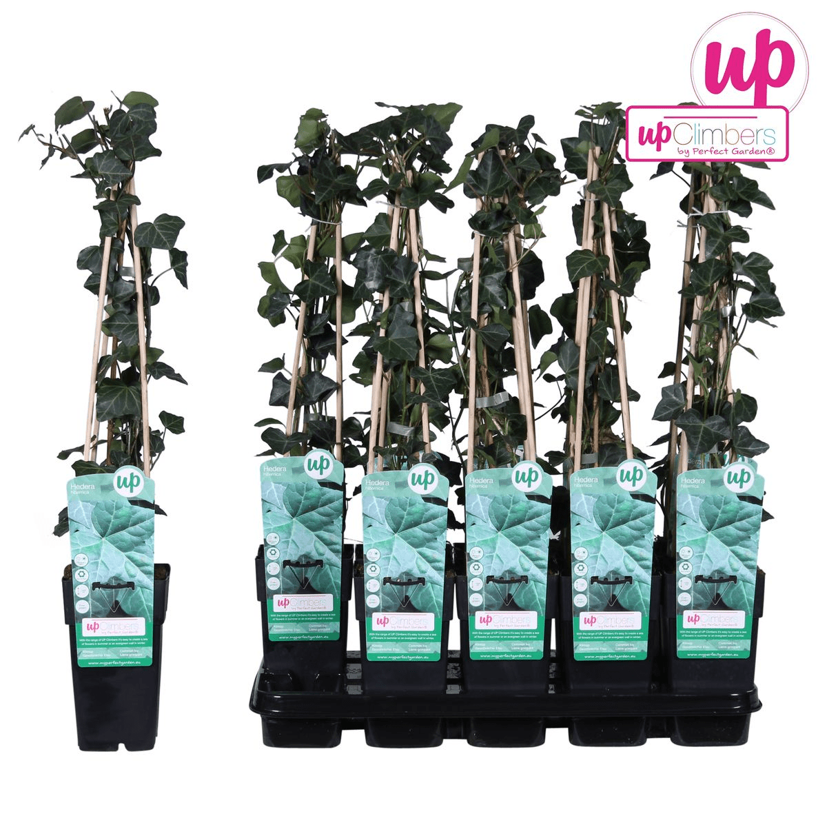 Hedera Hibernica P 15 H 65 cm - 6645 - PlantenShop24