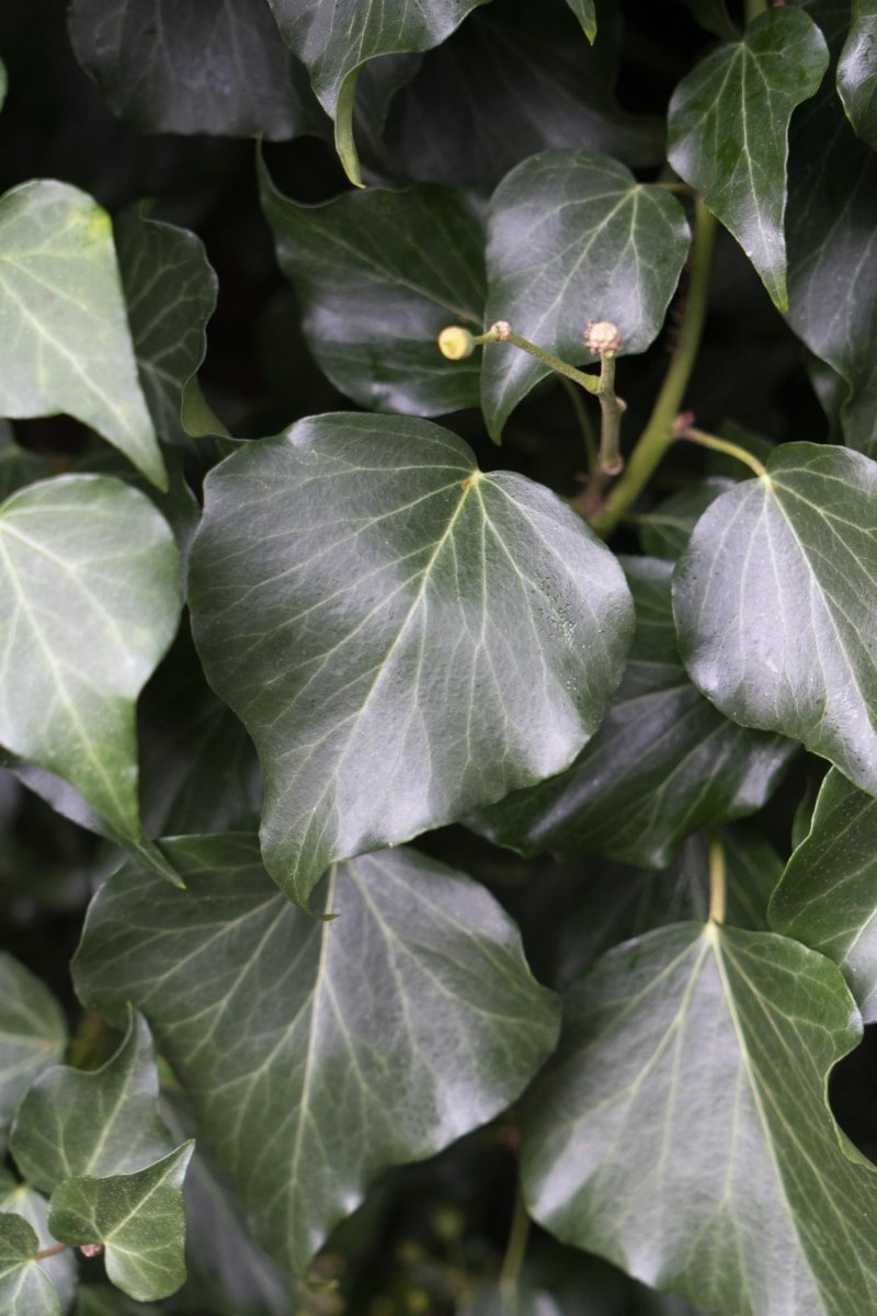 Hedera Hibernica P 15 H 65 cm - 6645 - PlantenShop24