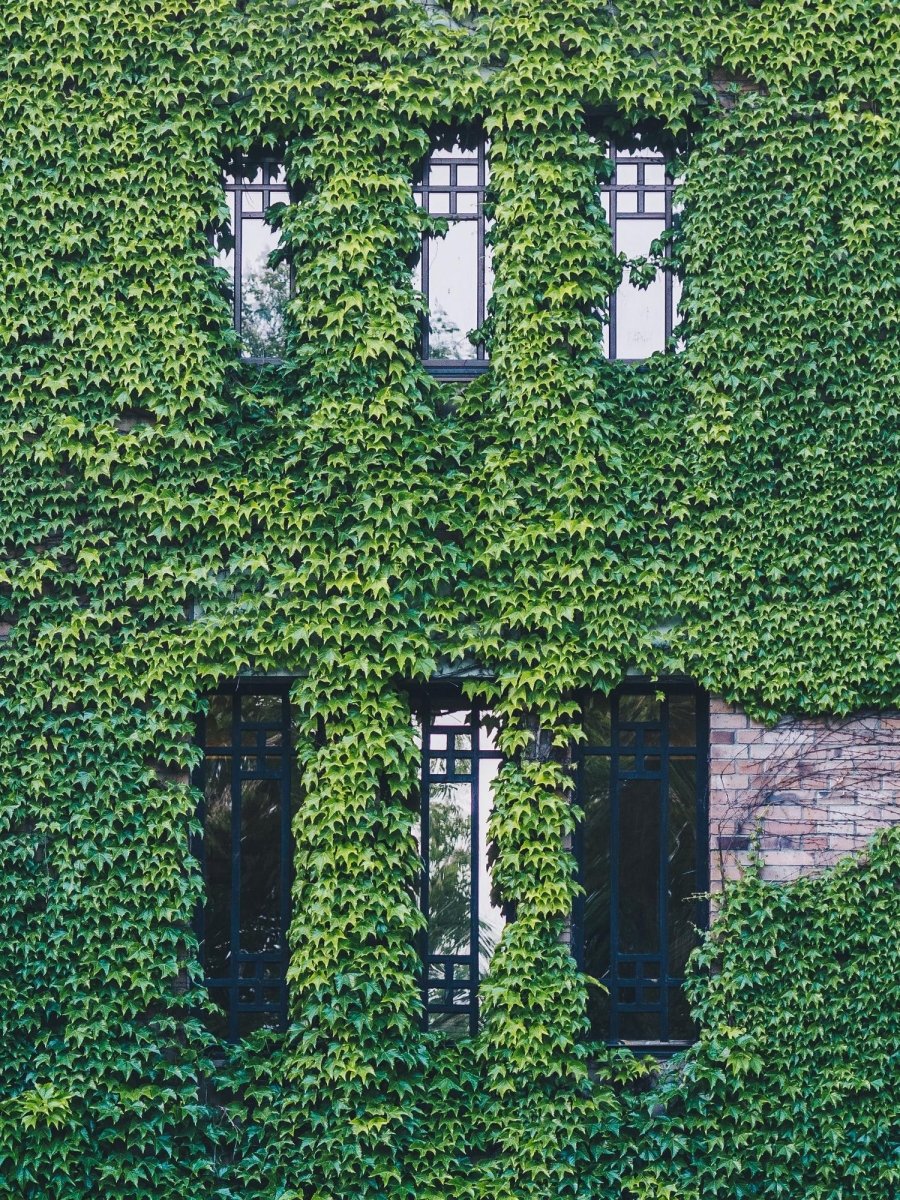 Hedera Hibernica P 15 H 65 cm - 6645 - PlantenShop24