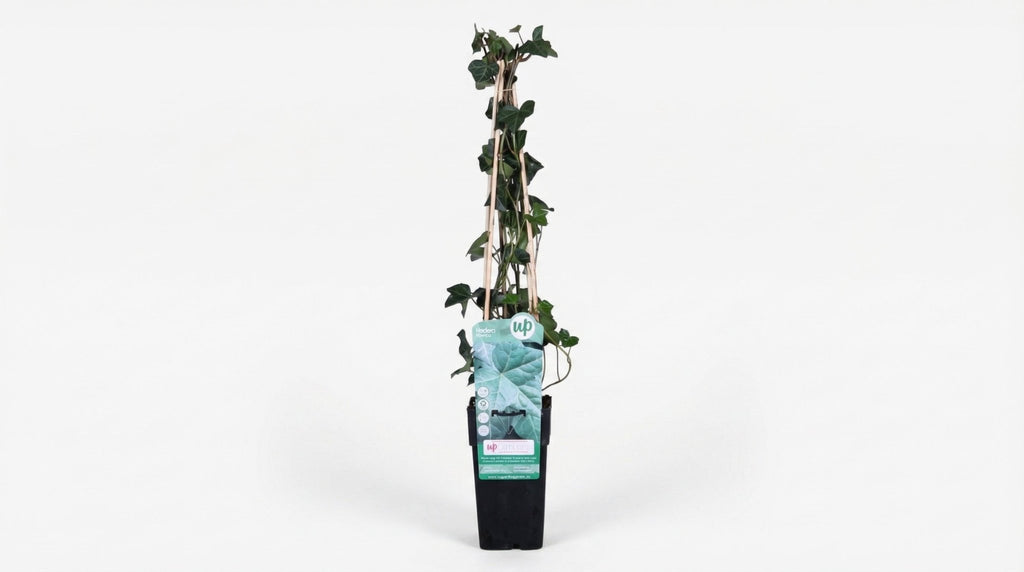 Hedera Hibernica P 15 H 65 cm - 6645 - PlantenShop24
