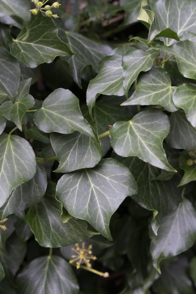 Hedera Hibernica P 15 H 65 cm - 6645 - PlantenShop24