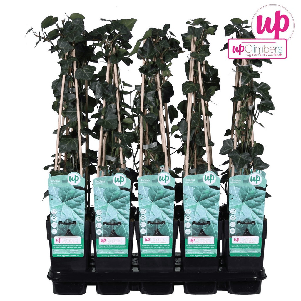 Hedera Hibernica P 15 H 65 cm - 6645 - PlantenShop24